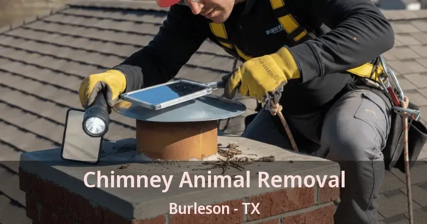 Chimney Animal Removal Burleson - TX